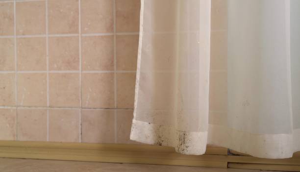 Best Mold Prevention Services  in Spring Park, MN