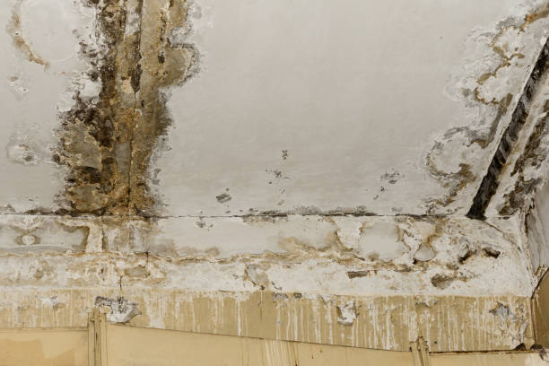 Best Post-Remediation Verification Testing  in Spring Park, MN