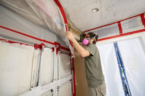 Best Attic Mold Removal  in Spring Park, MN