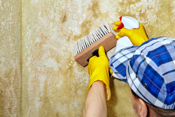 Best Black Mold Removal  in Spring Park, MN