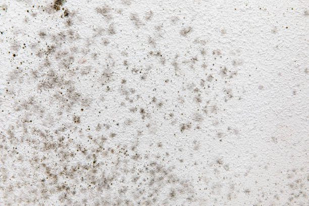 Reliable Spring Park, MN Mold Removal Solutions