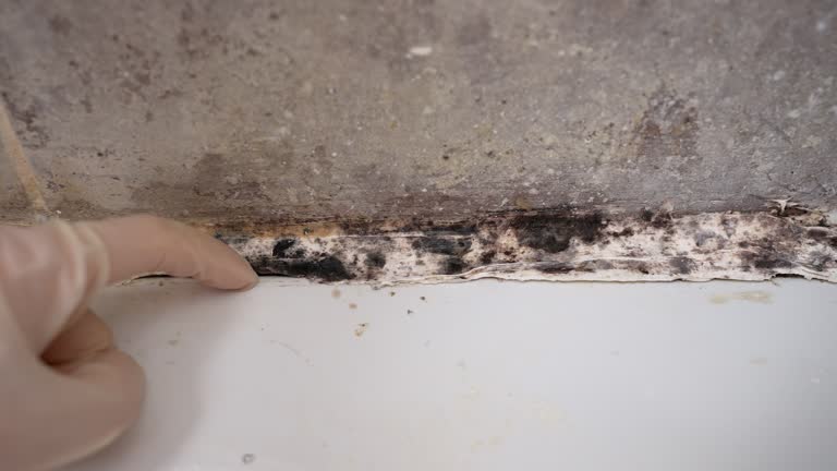 Best Airborne Mold Testing  in Spring Park, MN
