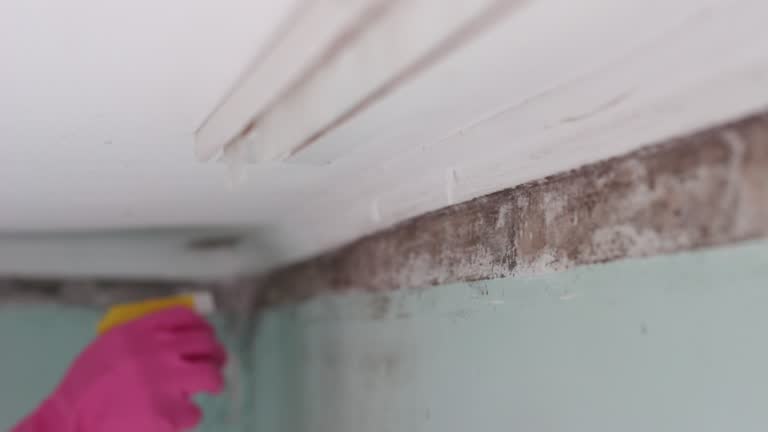 Best Crawl Space Mold Remediation  in Spring Park, MN